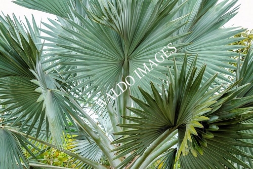 White Beach Palms
