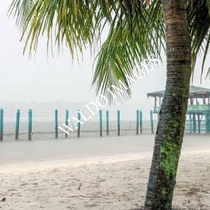 White beach and its palm tree - small picture
