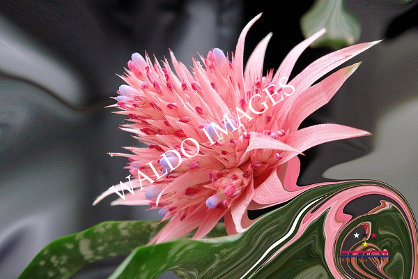 Een prachtige bloem waarbij haar schoonheid versterkt is door digitale penseelstrepen.