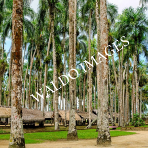 Kaarsrechte palmbomen in Paramaribo.